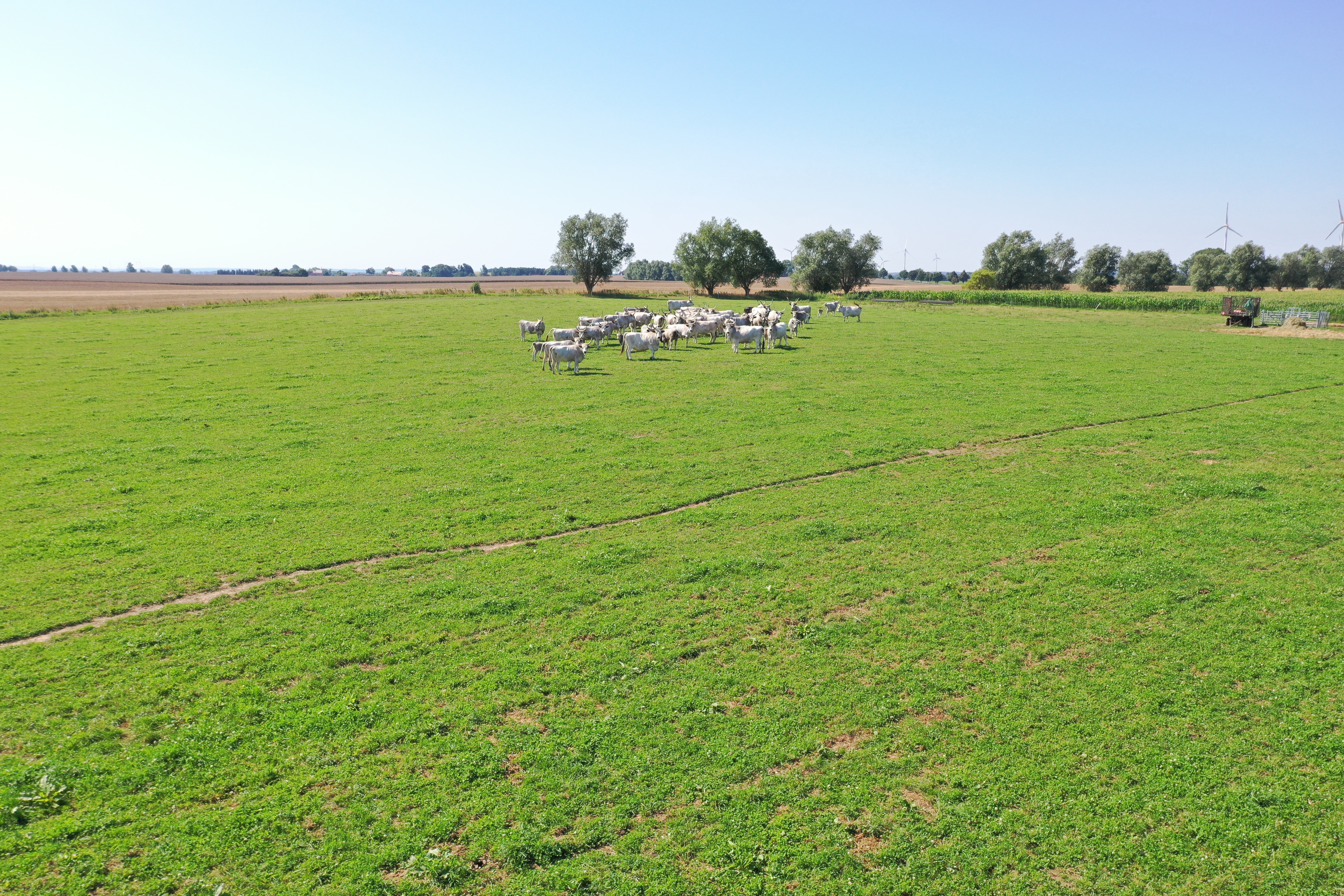 Ungarische Steppenrinder auf der Weide
